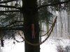 P1080560vogelvoerboom.jpg