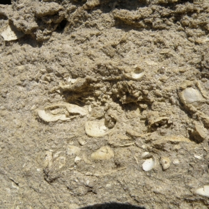 detail fossiel gesteente