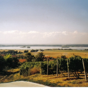 Mikulov wijngaarden
