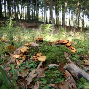 Paddenstoel in het bos bij Boháòka