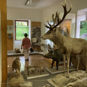 14 Kasperske Hory museum - natuurhistorische afdeling