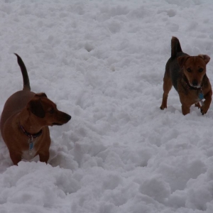 de honden spelen in de sneeuw