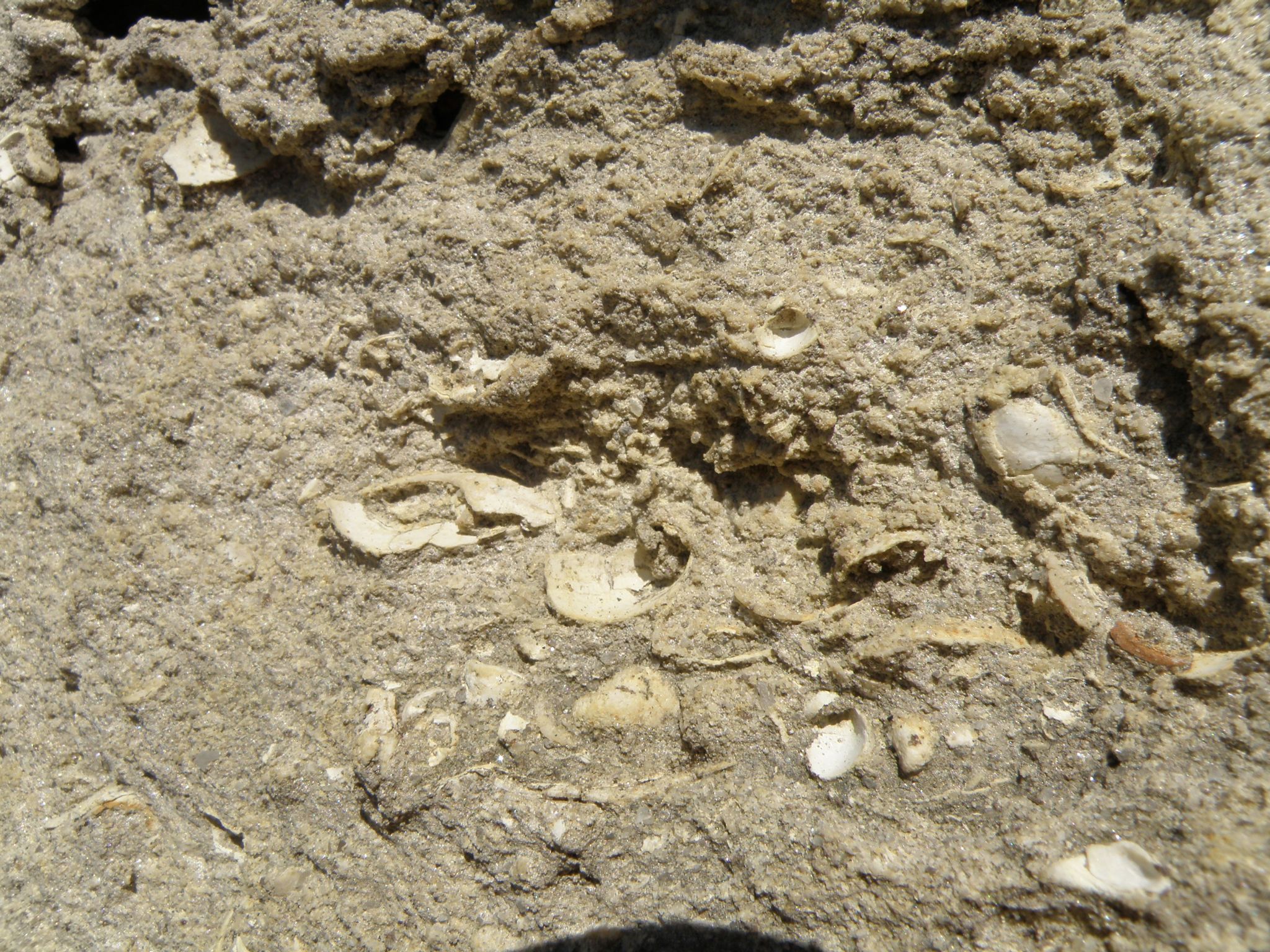 detail fossiel gesteente
