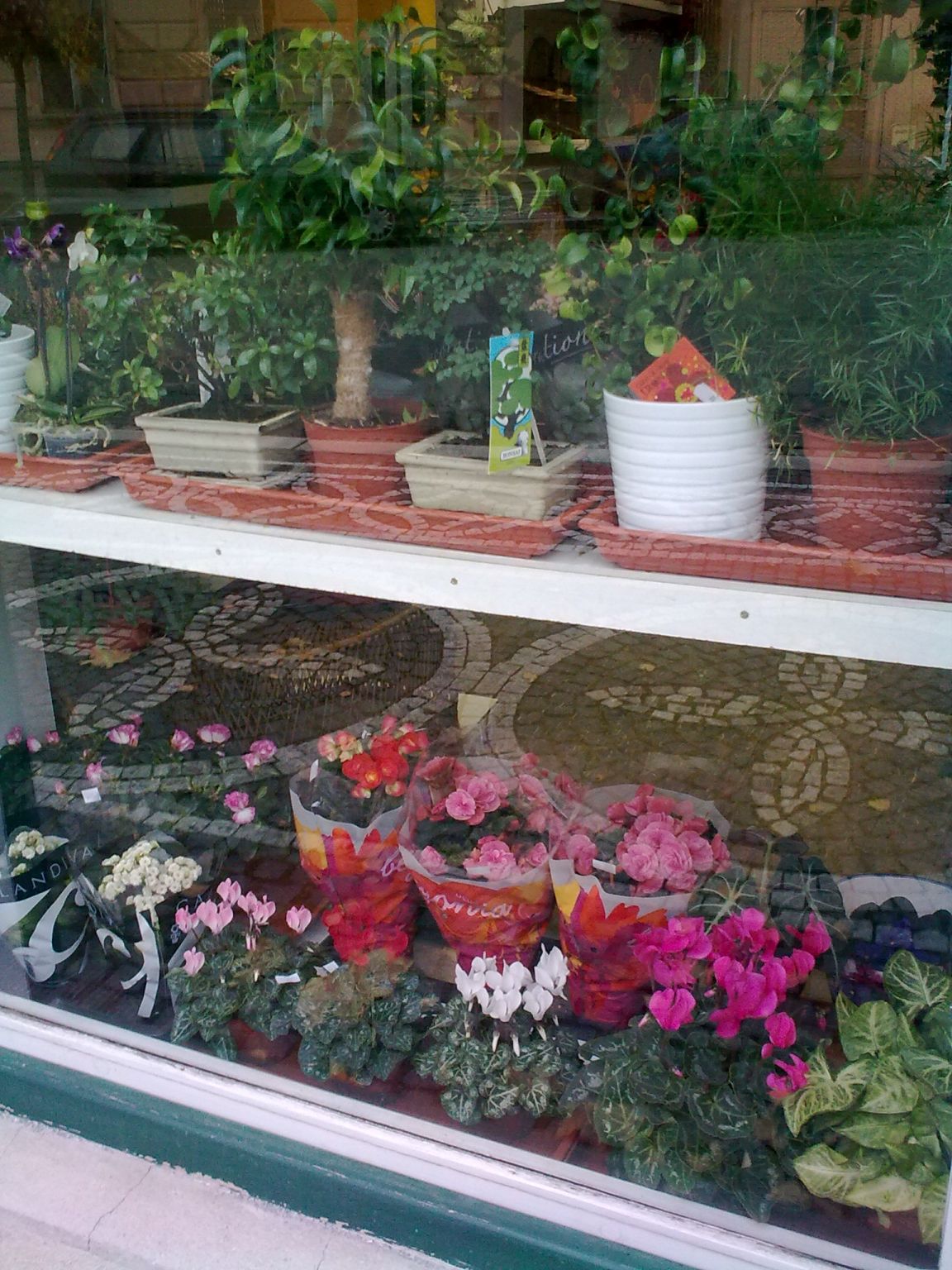 Planten/bloemen-winkel.