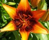 Lilium - Orange Art.jpg