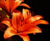 Lilium - oranje detail.jpg