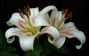 Lilium - Oriental Mix - bílo-růžová.jpg