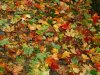 Javorník - natte herfstbladeren.jpg