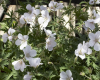 Geranium clarkei Kashmir White.png