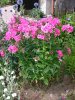 Phlox Paniculata roze P7290487.jpg