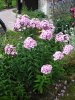 Phlox Paniculata wit roze P7290486.jpg
