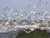 02-19-02- Zandvoort - Seagulls.jpg