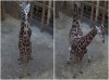 2 giraf.JPG