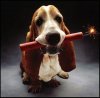 dynamite_Bassett.jpg
