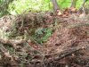nest2.jpg nest2.jpg