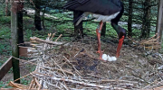 makov zwarte ooievaar 14 mei eerste ei open 1..PNG
