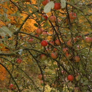Oktober  waar je ook kijkt, overal appels!