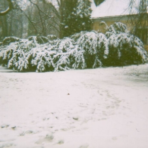 Choltice in de sneeuw