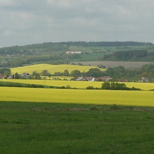 Koolzaad velden nabij Blovice