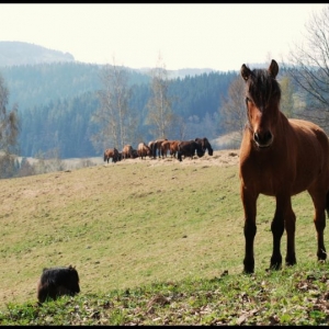 Paarden in Vitkovice