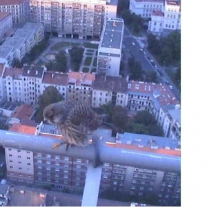 vogel op de televisietoren in praag