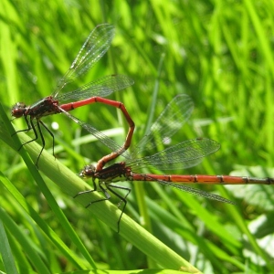 twee libellen in het gras