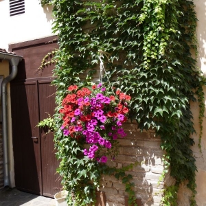 Bloemen van Keesi in Kutna-Hora.