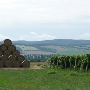 Wijnvelden bij Vnorovy