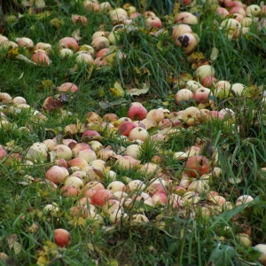 appels voor de ree