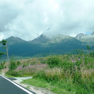 Kaalslag in de natuur