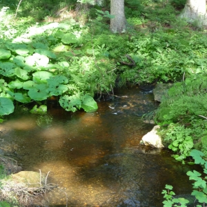 moeras gebied,bij het dorp Rejviz.  Jesenik