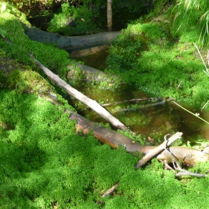 moeras gebied,bij het dorp Rejviz.  Jesenik