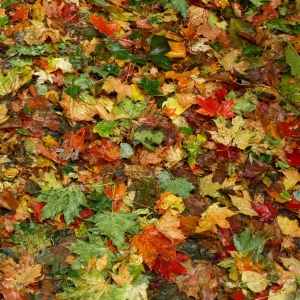 Javorník - natte herfstbladeren