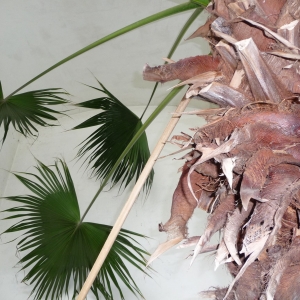 De bloementuin in Kromeriz