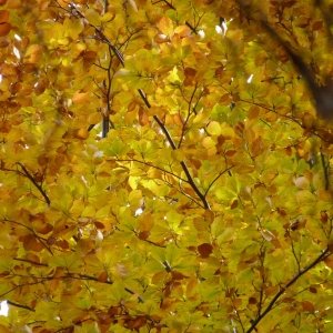 Herfstkleuren in het bos bij Trhove Sviny