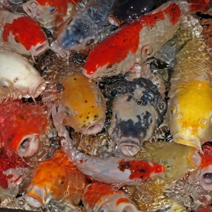 Wij wensen jullie prettige kerstdagen!