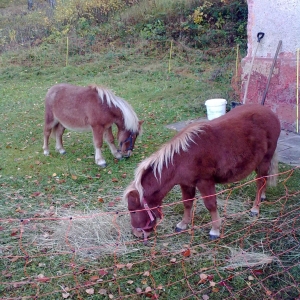 Pony's bij Nancy.