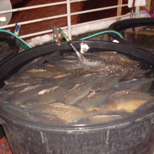 karpers te koop voor de kerst