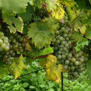 Mutìnice - wite druiven