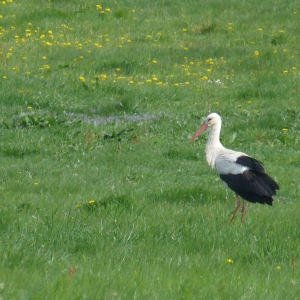 Ooievaars en reeën in het veld naast ons huis in Slavce
