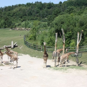 impressies van Zoo Praag