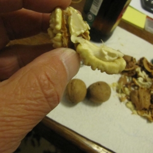 Verse walnoten komen er aan!