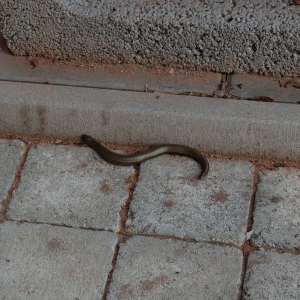 er lag een hazelworm op het terras, gelukkig dood