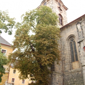 mooi... boom vol walnoten