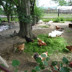 Zebrakov heeft ook kippen