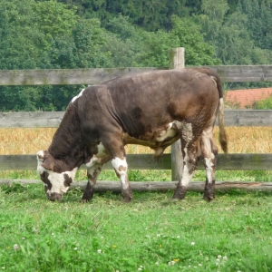 Zebrakov heeft ook koeien