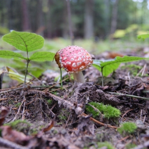 Vliegenzwam in bos bij Boháòka