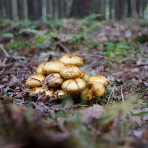 Paddenstoel in het bos bij Boháòka