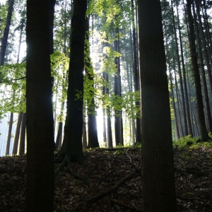 het bos bij Boháòka