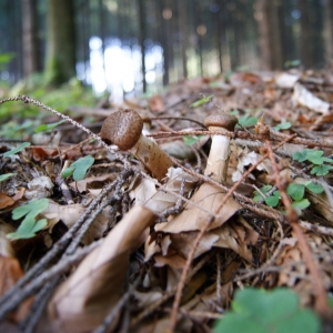 Paddenstoel in het bos bij Boháòka